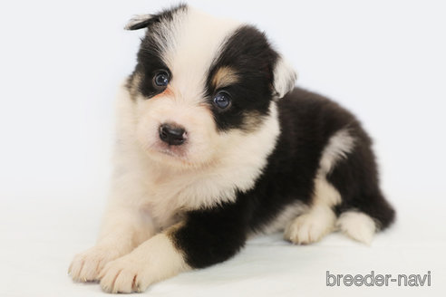 成約済の神奈川県のボーダーコリー-327372の1枚目